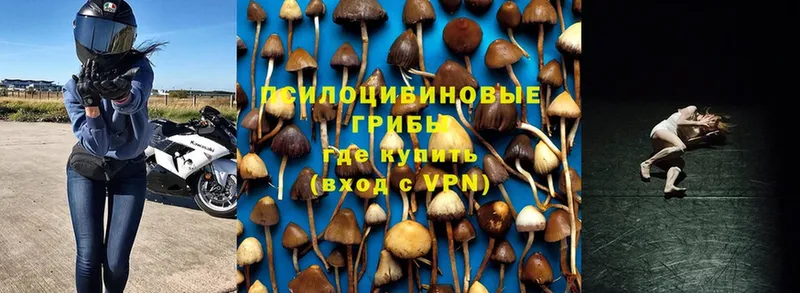 Галлюциногенные грибы Psilocybe  Горнозаводск 